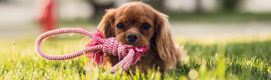 Pet sitters, dog walkers in the Glenside, Montgomery County PA area