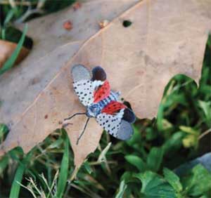 Spotted Lanternfly - Adult with wings spread